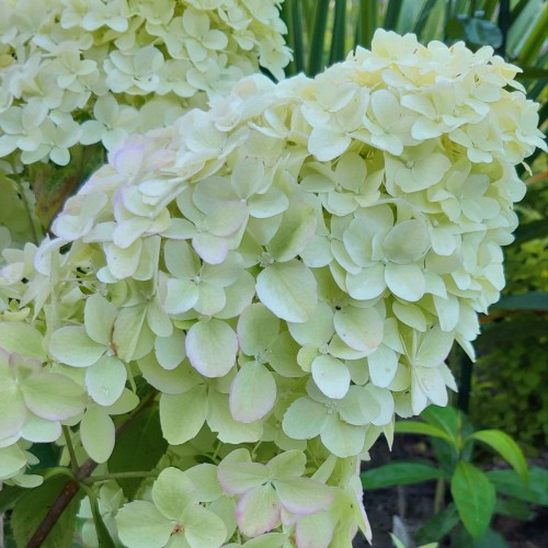 Hydrangea paniculata 'Diamantino' - Aedhortensia 'Diamantino' C5/5L